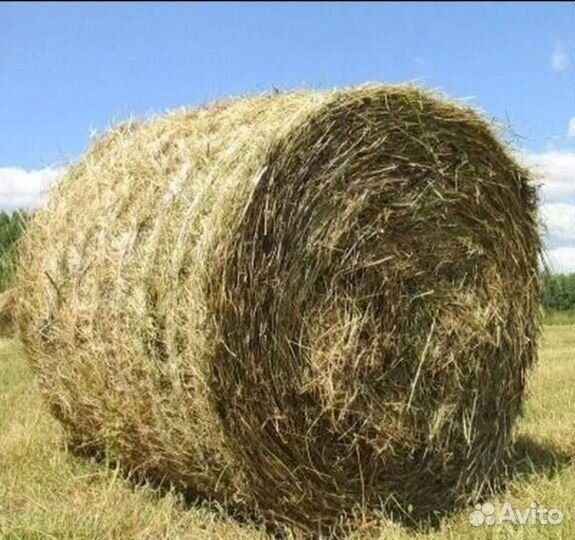 Сено в рулонах