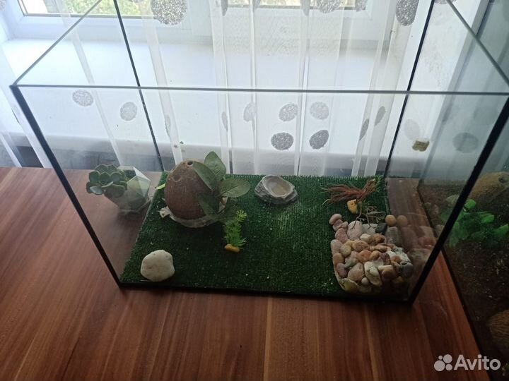 Пятнистый геккон Эублефар