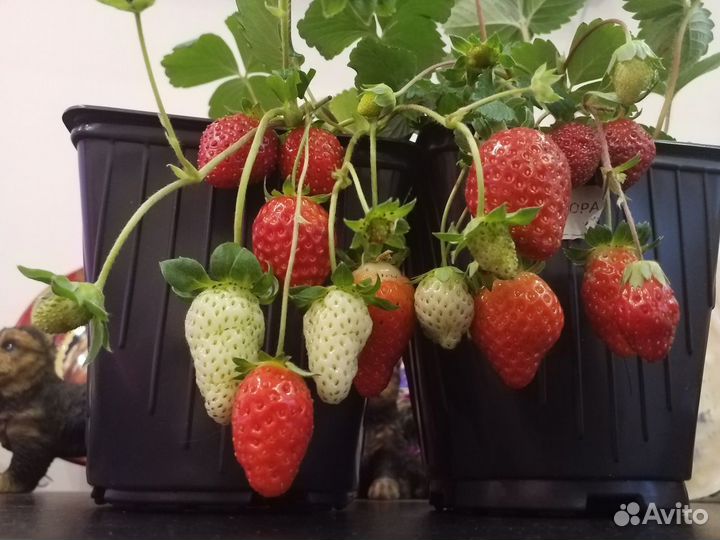 Рассада для подоконника и открытого грунта