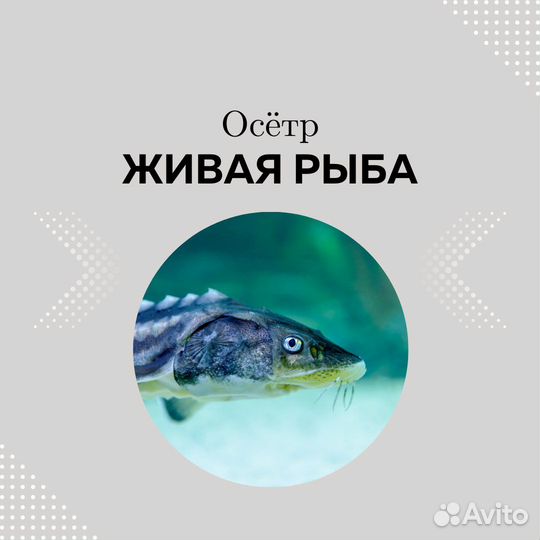 Рыба оптом