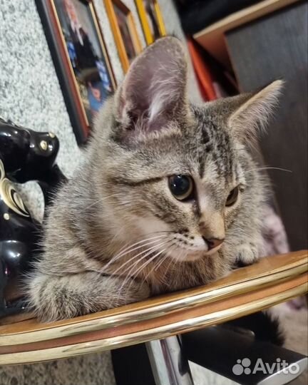 Котёнок девочка