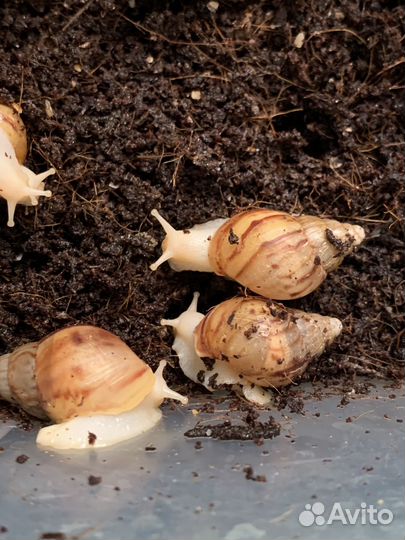 Улитки ахатины