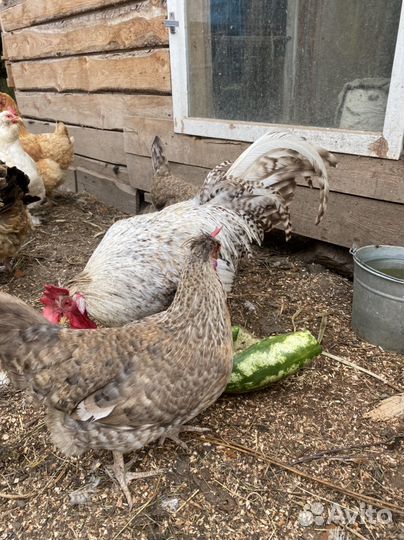 Легбар кремовый две курицы и петух