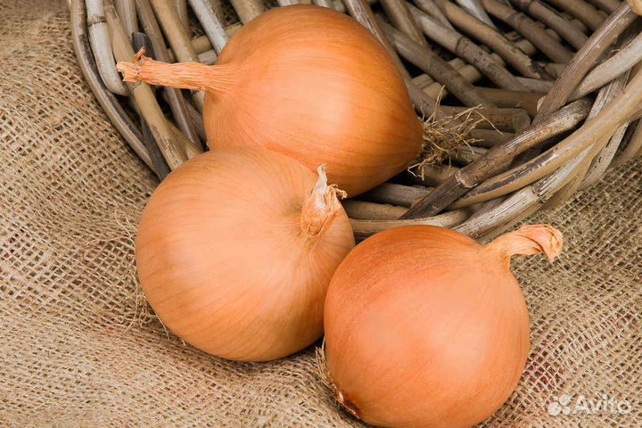 Семена Лука 