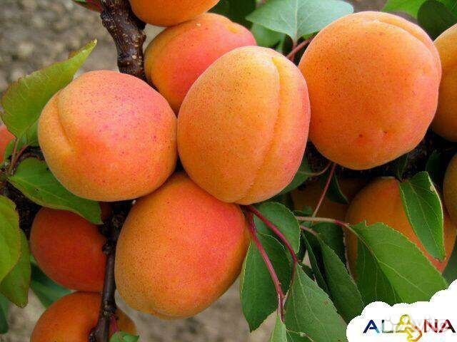 Саженцы гибрид абрикос-персик
