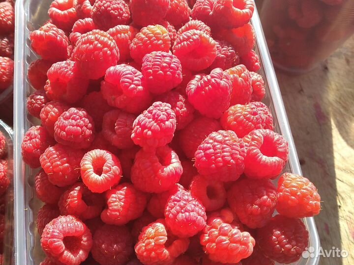 Саженцы ремонтантной Малины