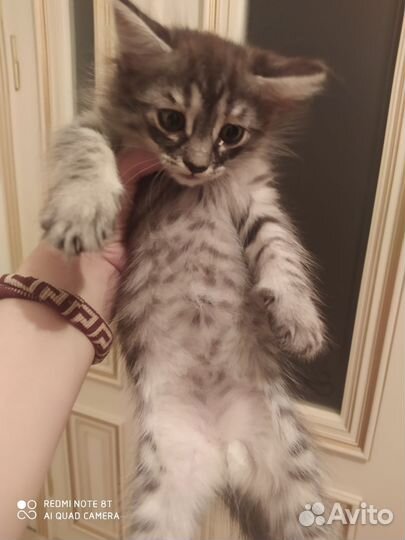 Американский кёрл