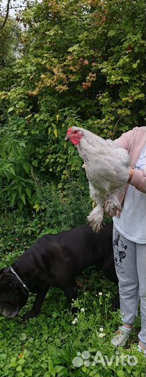 Брама Лаванда