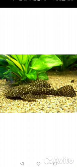 Мальки. Анциструс звездчатый, вуалевый