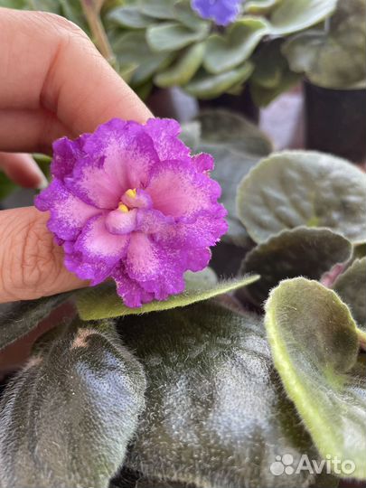 Детки сортовых фиалок