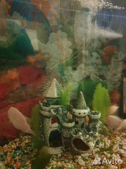 Фламинго оранжевые