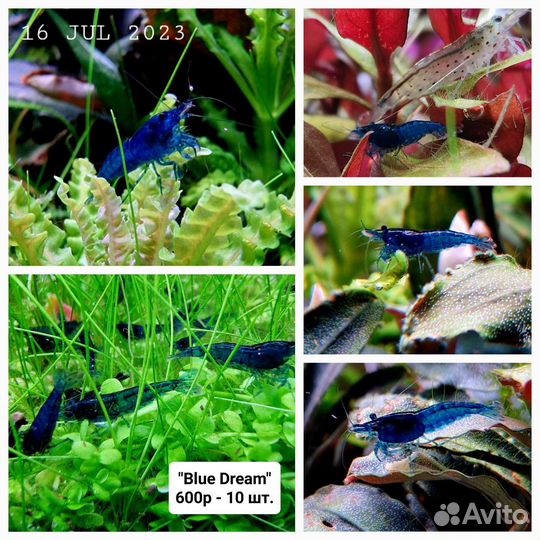 Креветки Блюдрим, гуппи и растения