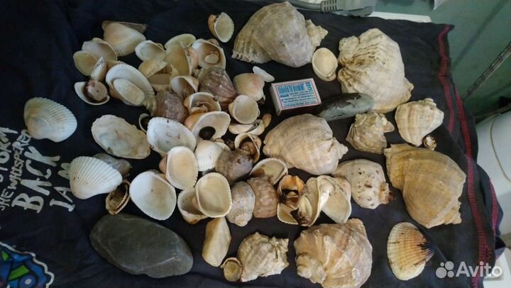 Морские ракушки раковины