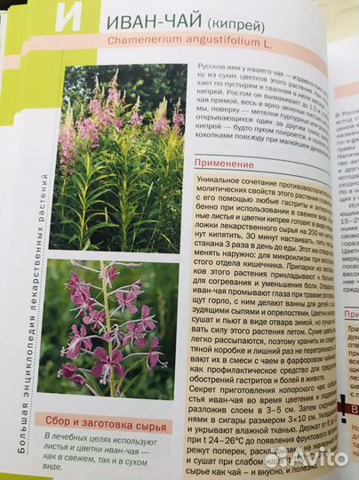 Книга о растениях