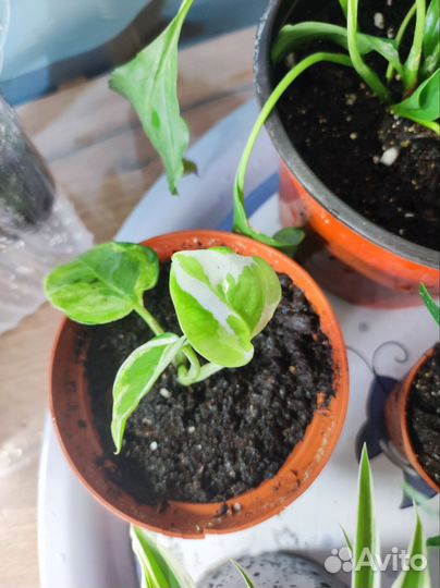 Комнатные растения цветы