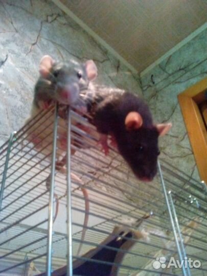 Передержка грызунов и рептилий