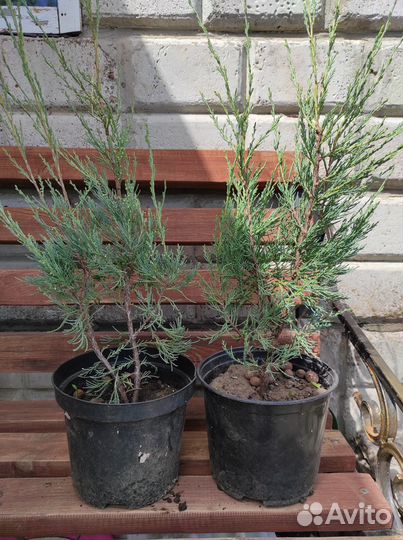 Можевельник скальный