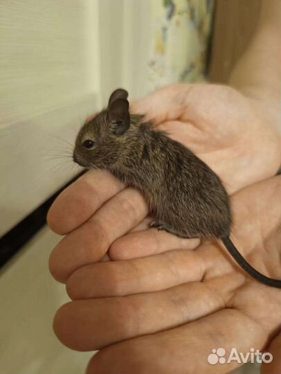 Чилийская белка Дегу. Малыши