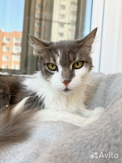 Бьенси - кошечка метис породы мейн-кун в дар