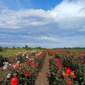 Роза разных сортов сюрприз, розница от 10шт