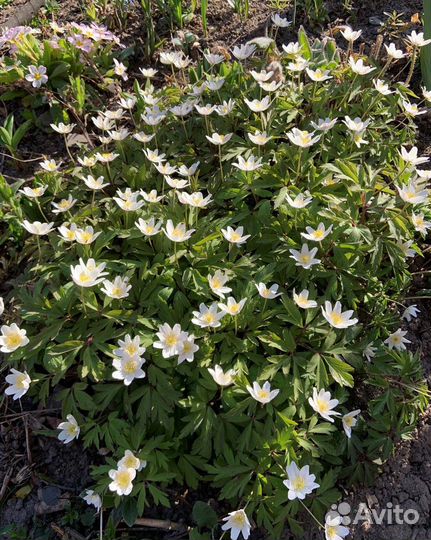 Ветреница (Ветряница, Анемона)