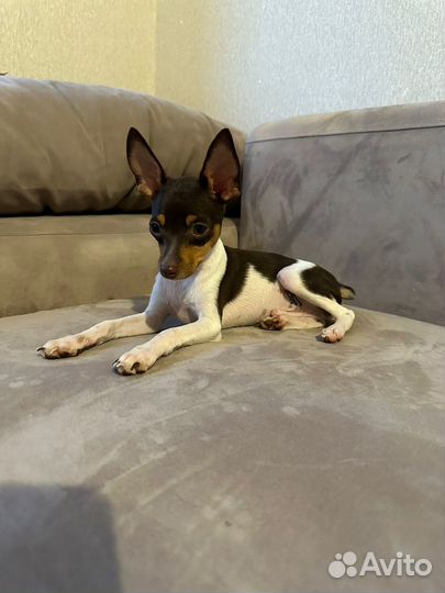 Той фокстерьер