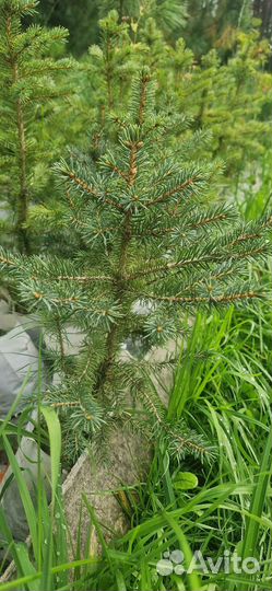 Ель сибирская (форма голубая, сизая) от 20см