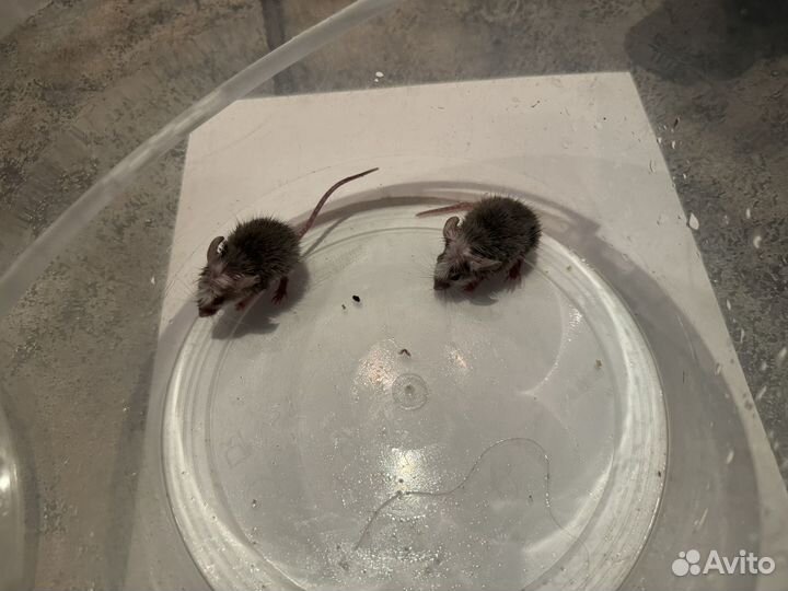 Мышки бегунки 2 штуки (цена за обе)