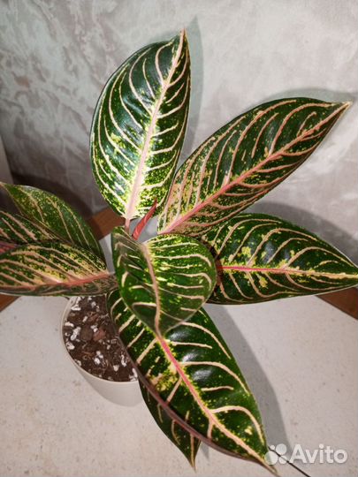 Аглаонема суматра