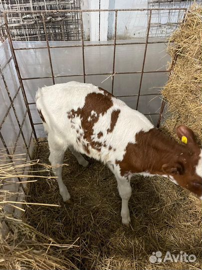 Бычки и телочки Швицкой породы