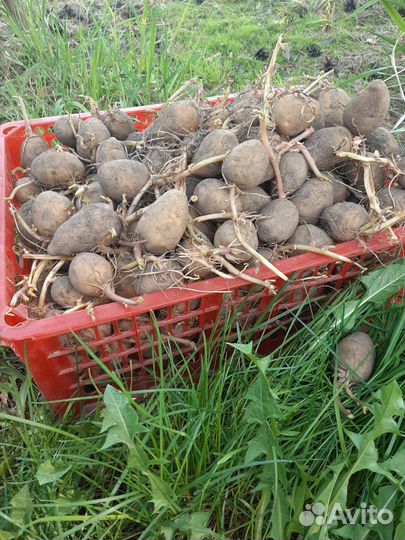 Семенной картофель
