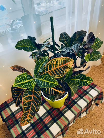 Кодиеум кротон