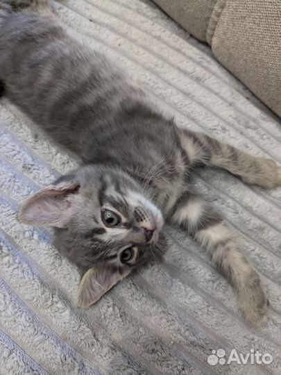 Котята мальчики в добрые руки
