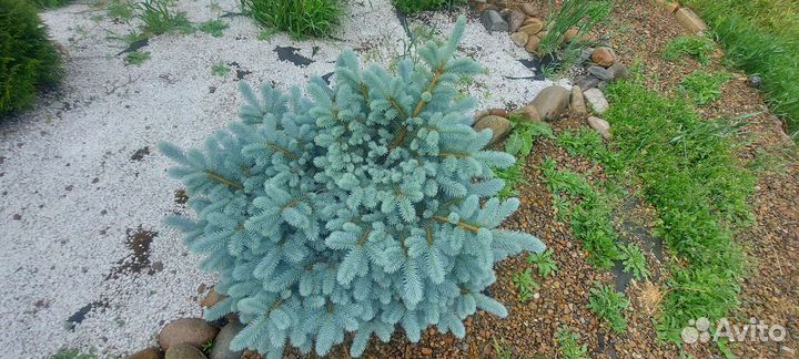 Ель глаука глобоза 70 см