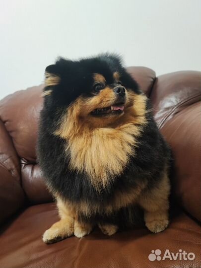 Вязка собак шпиц