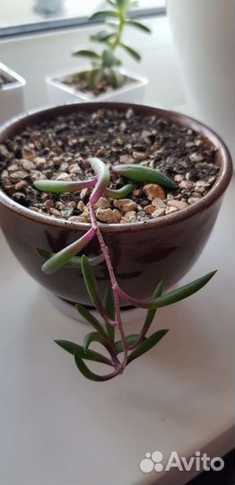 Суккуленты