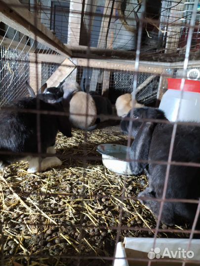 Кролики породы французский баран