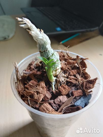 Орхидея катасетум (морковка)