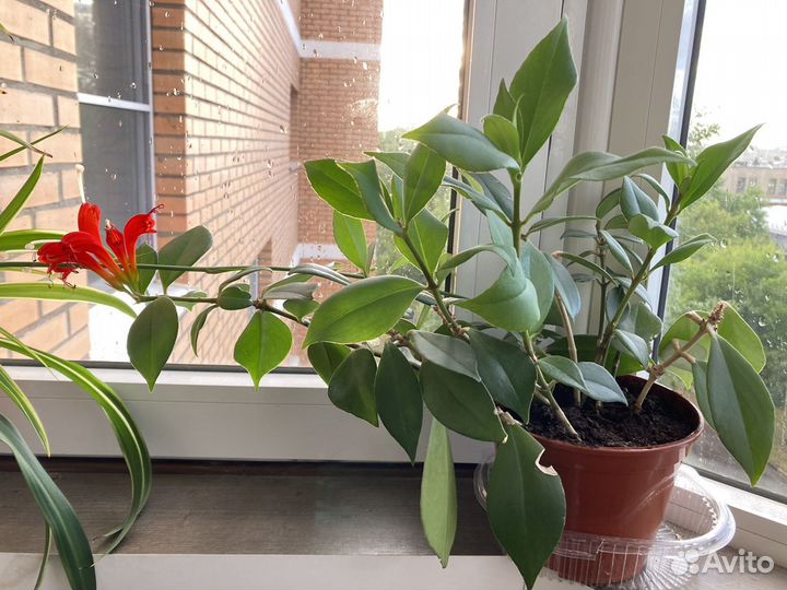 Комнатные растения цветущие