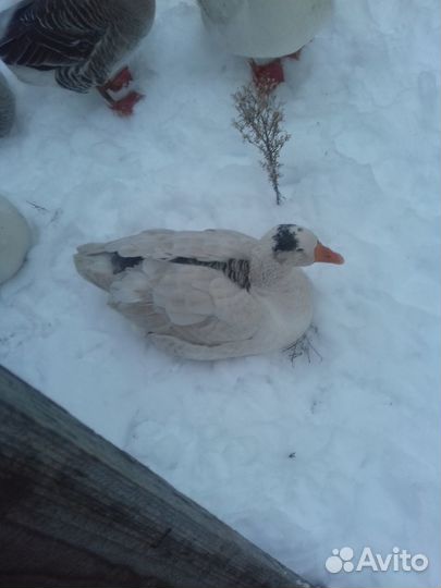 Гуси на племя