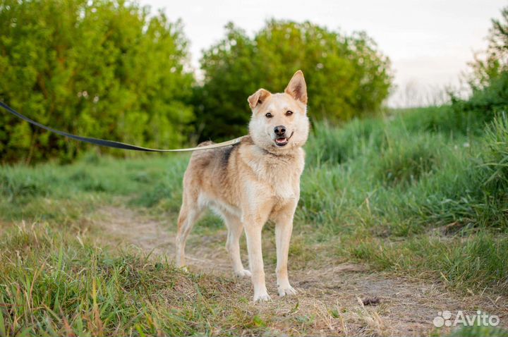 Игривая собачка Лиза в поисках дома