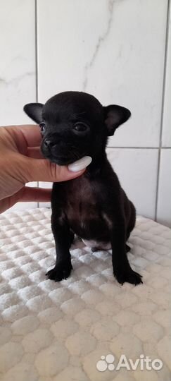 Чихуахуа мальчики