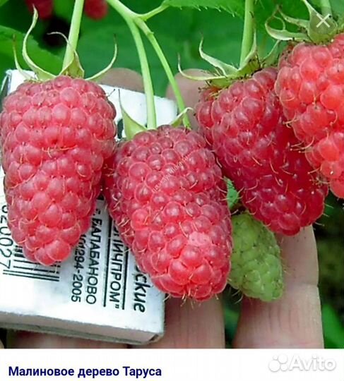 Малиновое дерево Таруса