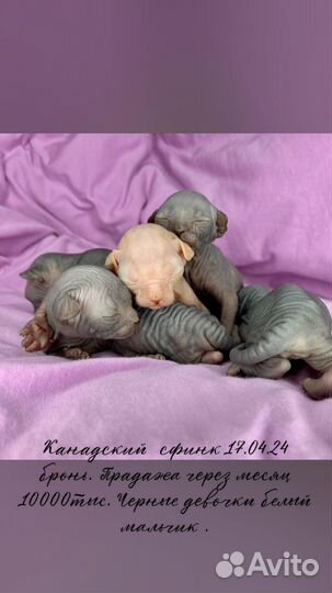 Канадский сфинкс котенок