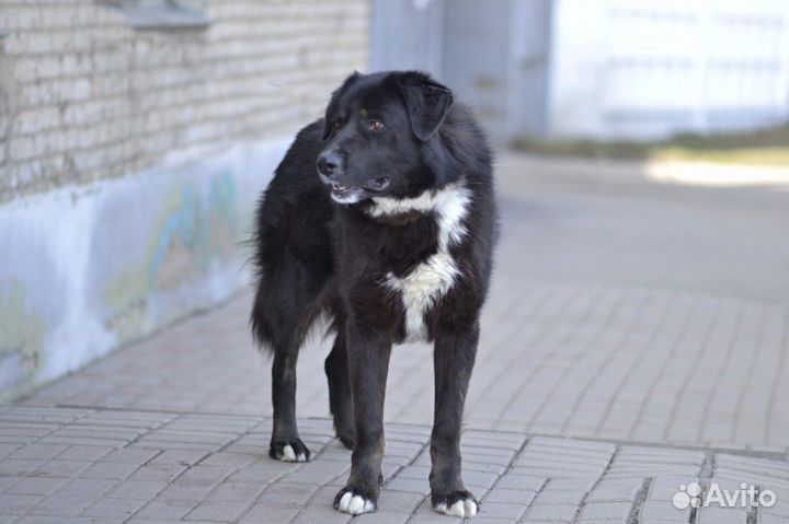 Собака в добрые руки