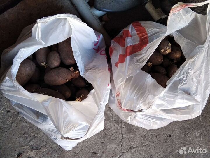 Картофель. Урожай прошлого года
