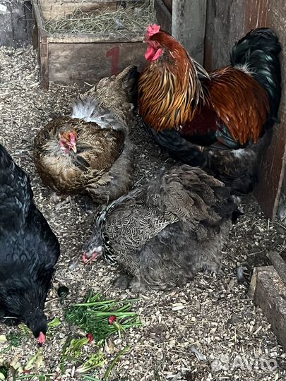 Инкубационное яйцо брама