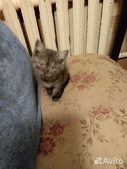 Котята от вислоухой кошки