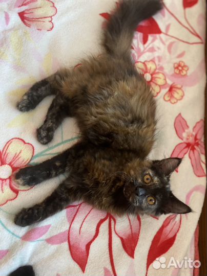 Кошечка помесь Мейн-кун