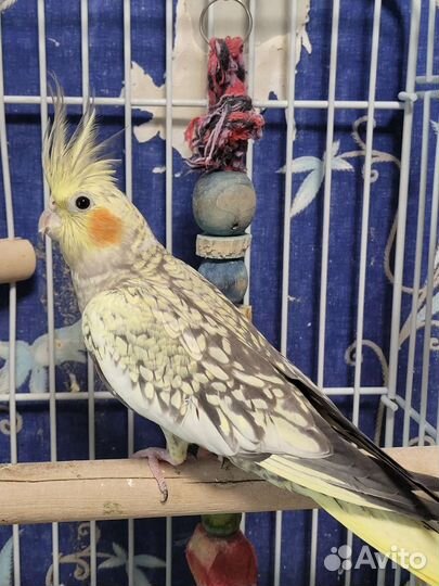 Попугай корелла